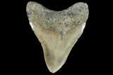 Fossil Megalodon Tooth - North Carolina #92440-2